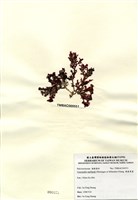 藏品(硬盾果藻)的圖片